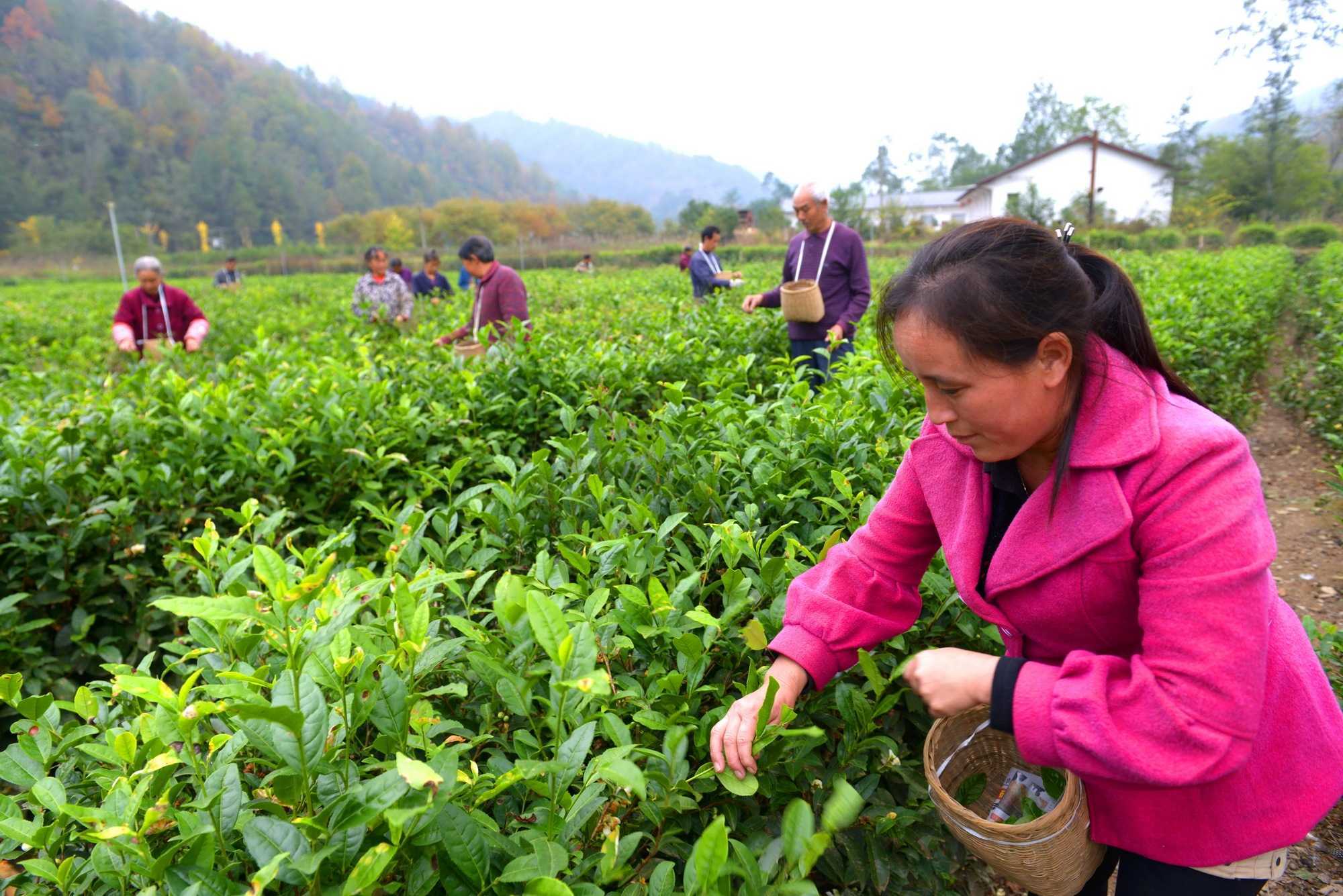 陜西寧強縣青木川村:小山村吃上旅游飯