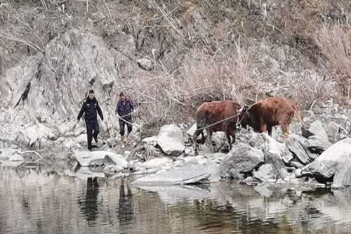 寧強一村民兩頭耕牛走失，民警冒嚴寒幫忙找回