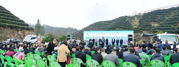 漢中城固縣17萬畝茶園今日開園采摘