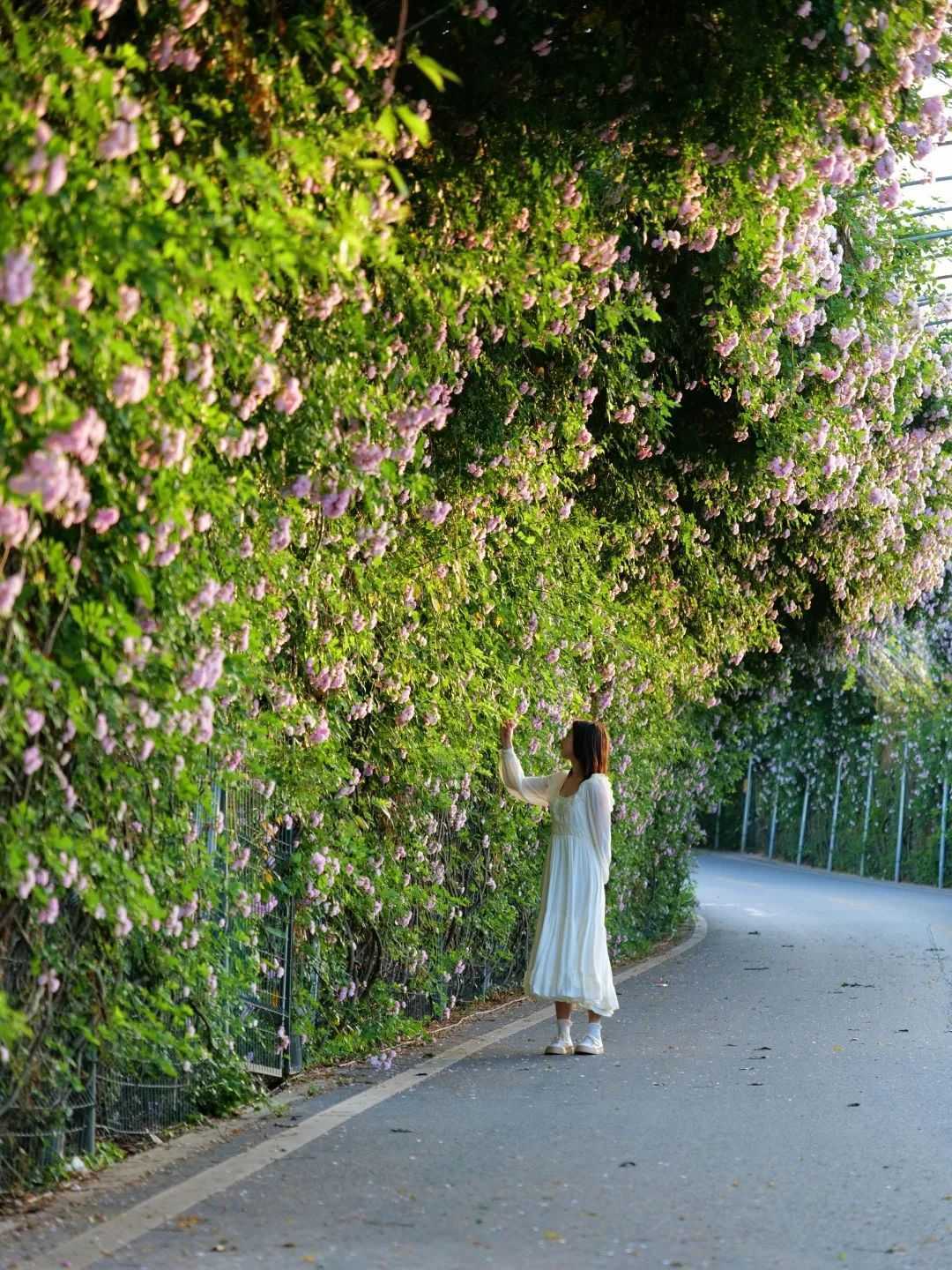 顏值滿分，漢中這里的薔薇花開啦