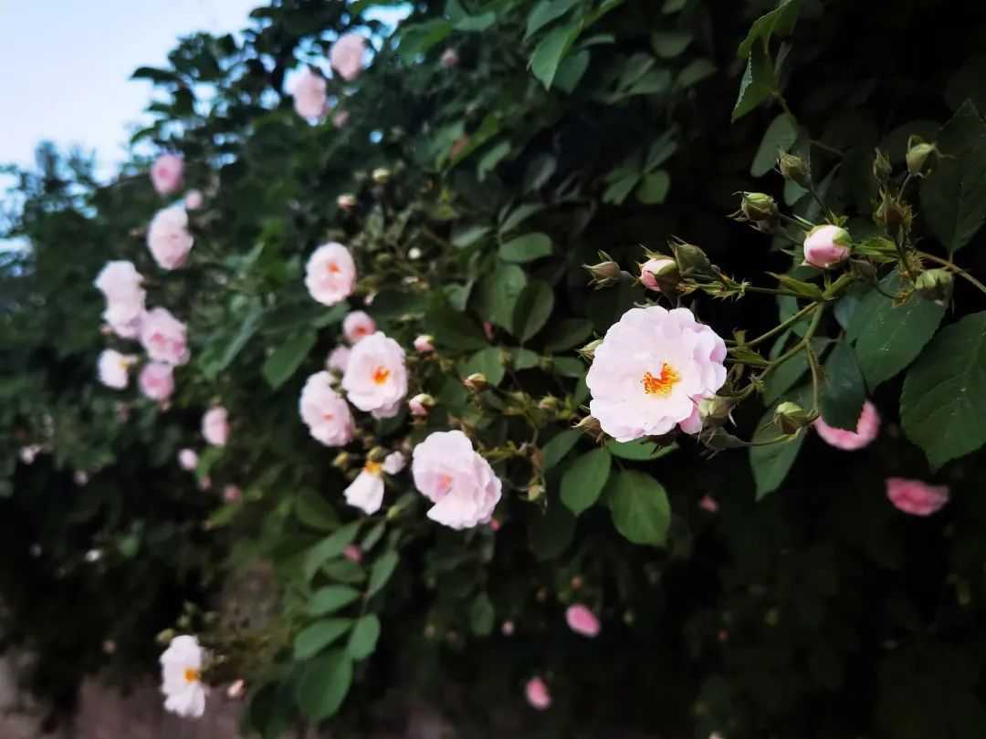 顏值滿分，漢中這里的薔薇花開啦