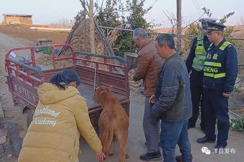 洋縣高速路段闖入一頭小牛犢，路管員及時驅趕化險