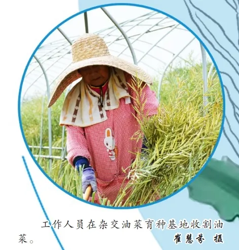 中國油菜的“漢中芯”！探尋背后硬核→