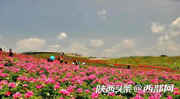 生態高顏值·發展高質量｜油菜花、牡丹花、黑稻田 漢中洋縣有機產業有自己的“三原色”