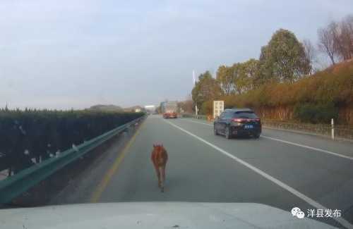 洋縣高速路段闖入一頭小牛犢，路管員及時驅趕化險